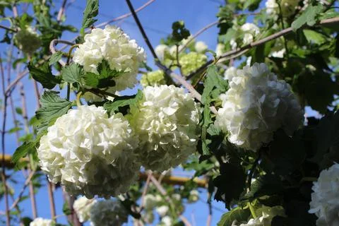 Large round white flowers hydrangea bush. Home garden Stock Photos