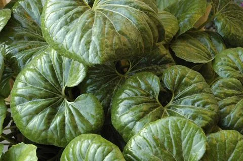 Large rounded green leaves Stock Photos