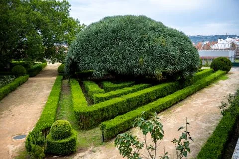 Large rounded tree over hedge layout Stock Photos