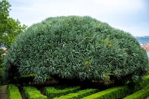 Large rounded tree over hedge layout Foto stock