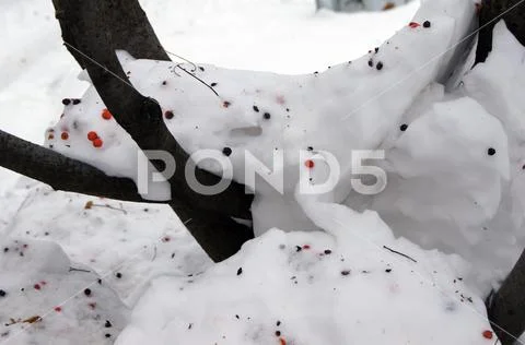 Large rowan berries bright orange color stylishly stand out on white snow Stock Photos