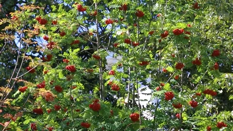 A large rowan tree with green leaves and red bunches of berries. Panorama from Stock Footage 152819483