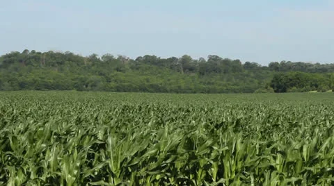 Large rural corn field Stock Footage 25536821