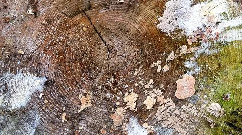 Large rural stack of firewood. Old firewood. Background. Stock Photos