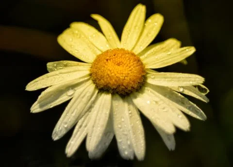 Large Russian chamomile on a black background Foto stock