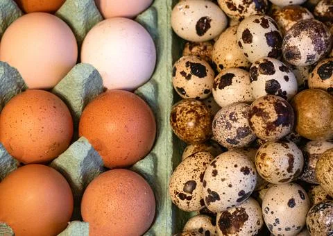 Large rustic chicken and quail eggs in a paper tray. Stock Photos