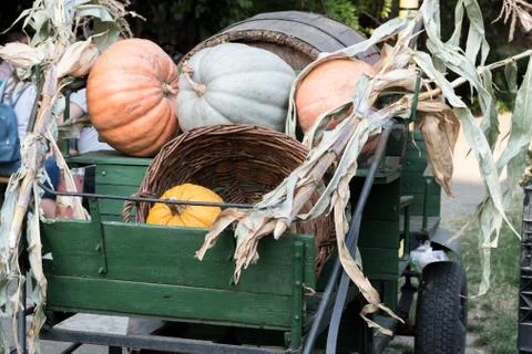 Large rustic wagon with pumpkins and hay. Pumpkin different lots. Stock Photos