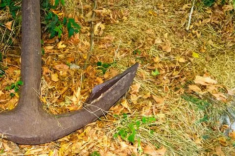 Large rusty anchor lying on dry grass and fallen leaves Foto stock