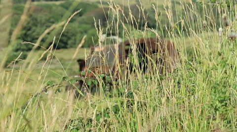 Large rusty vechicle behind long grass Stock Footage 40708806