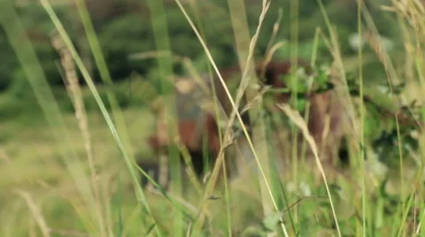 Large rusty vechicle behind long grass 3 Stock Footage 40708825