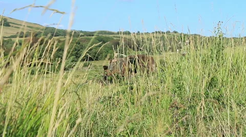 Large rusty vechicle behind long grass 2 Stock Footage 40708882