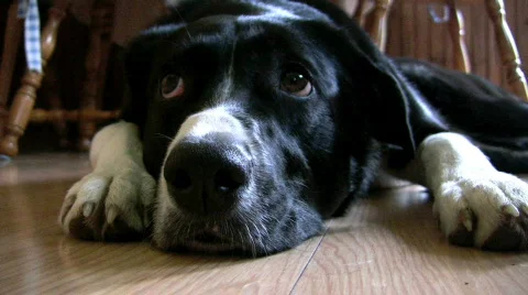 Large sad eyed dog lying on floor Stock Footage