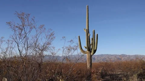 Large Saguaro Cactus With Mountains In Background Stock-Footage 148403158