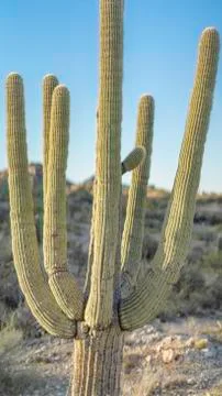 Large Saguaro 스톡 사진