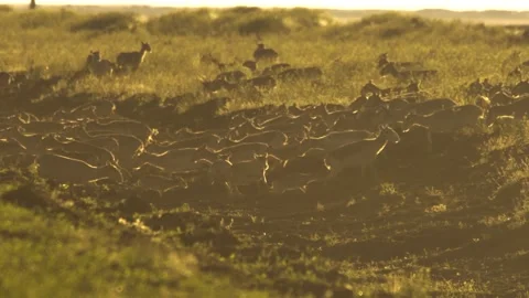 Large saiga herd plows the ground in steppe Stock Footage 269058220
