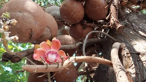 Large sala tree and fruit Stock Footage 262443368