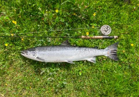 Large salmon just caught Stock Photos