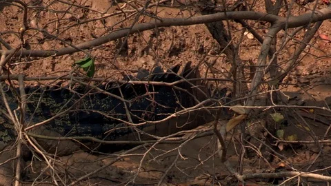 Large Salt Water Crocodile Basking Along the River Video stock 86225984