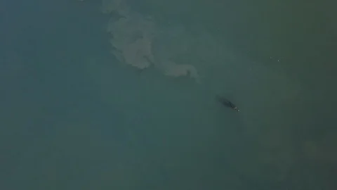 Large saltwater crocodile Stock Footage 118730367