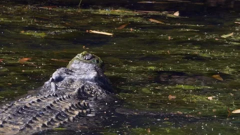 Large saltwater crocodile swims away from the camera in Australia Stock Footage