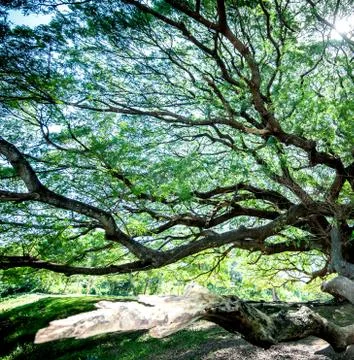 Large Samanea saman tree with branch in Kanchanaburi, Thailand Stock Photos