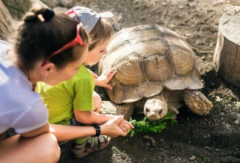 Large sand turtle and boy Stock Photos
