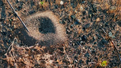 Large sandy ant mound on the ground at dusk Stock Footage 310869252