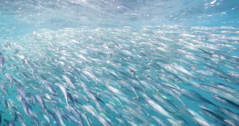 Large Sardine School Moving Beneath Ocean Surface in Magdalena Bay Stock Footage 334638553