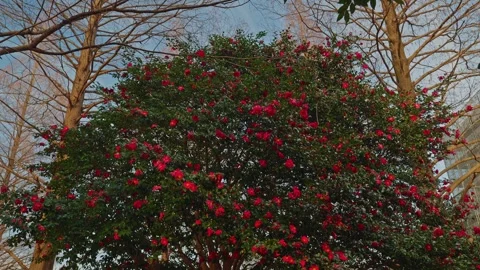 Large Sasanqua Camellia Tree Blooming Between Winter Bare Trees 스톡 동영상 330965414