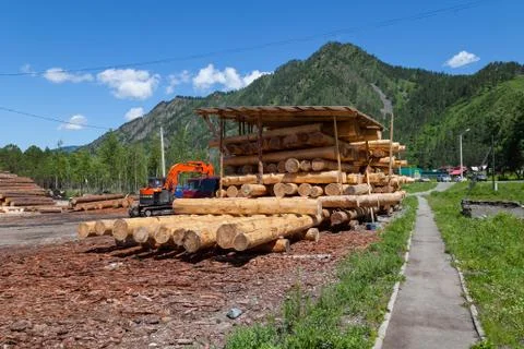 Large sawn round pine trees are laid in a pile for preparation of the product Stock Photos