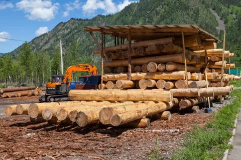 Large sawn round pine trees are laid in a pile for preparation of the product Stock Photos