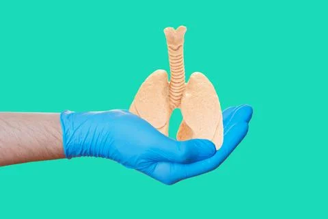 Large Scale Anatomical Lung Model in Hand on Green Stockfoto's