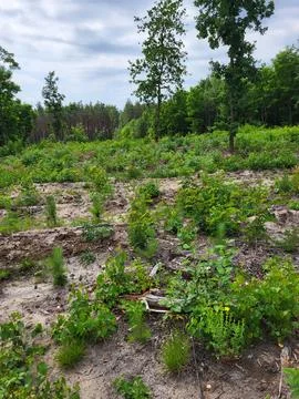 Large-scale artificial forest restoration with young pines Stock Photos