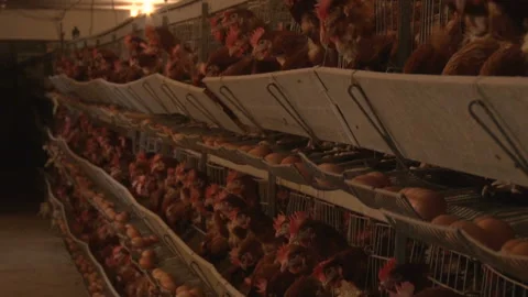 Large scale battery chicken egg laying production farm. Video stock 153812528