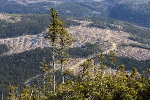 Large-scale deforestation in a forest, bare earth visible, Gaspesie region, Stock Photos