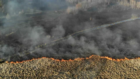 Large-scale fires. Burning grass and trees in a large area. A group of Stock Footage 106327104