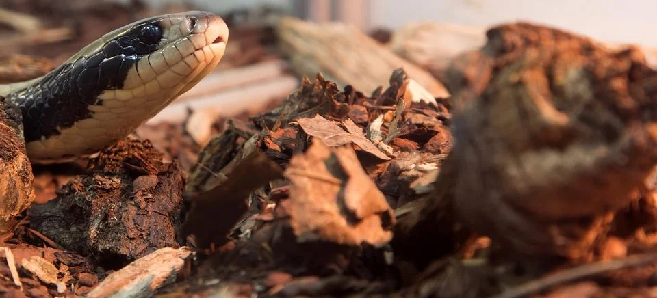 Large-scale image of a head boa Stock Photos