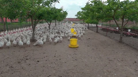 Large-scale poultry farm for goslings Stock Footage 309468968