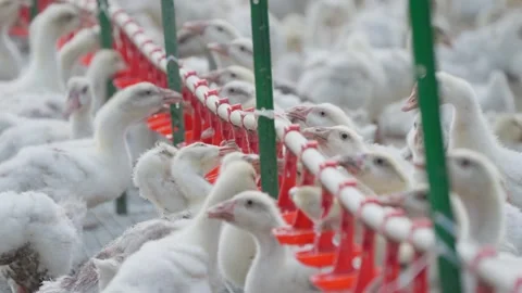 Large-scale poultry farm for goslings Stock Footage 309498161