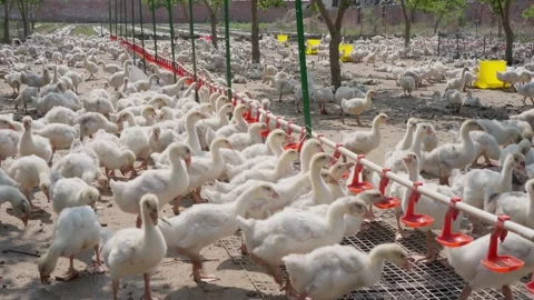 Large-scale poultry farm for goslings Stock Footage 309500859