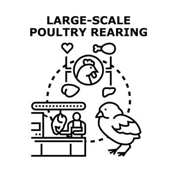 Large scale poultry rearing transforming chicks into products Illustrazione stock