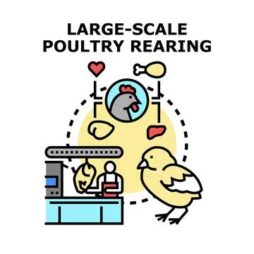 Large scale poultry rearing transforming chicks into products Illustrazione stock