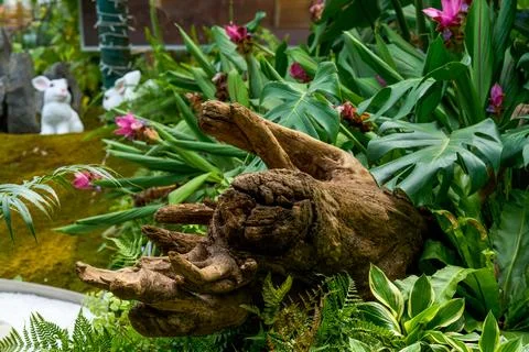 Large-scale sunken wood root sculptures placed among green plants for lands.. Stock Photos