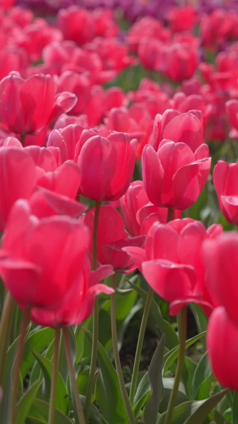 Large-scale tulip production fields in the Netherlands Vídeo Stock 313990614