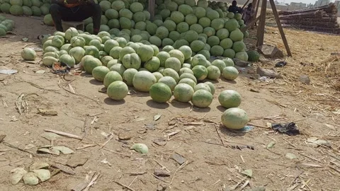 Large Scale Watermelon Selling Point Ladanai Market Kano Nigeria Stock Footage 323296787