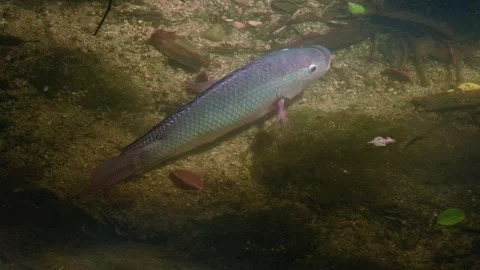Large Scaled Fish Exploring a Shallow Stream 스톡 동영상 342783632