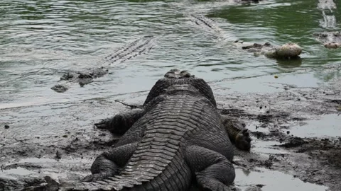 A large, scaly crocodile rests on the muddy bank of a murky pond. Stock Footage 326772483