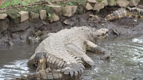 A large, scaly crocodile rests on the muddy bank of a murky pond. Stock Footage 326774331