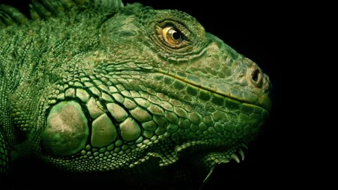 Large Scaly Lizard Looks Around Stock Footage 340567435