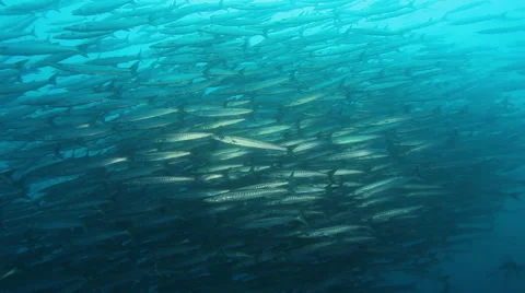 Large school of baracuda in blue water Stock Footage 42436464